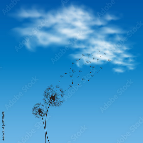 Flower dandelion on background of the sky with clouds on a clear day