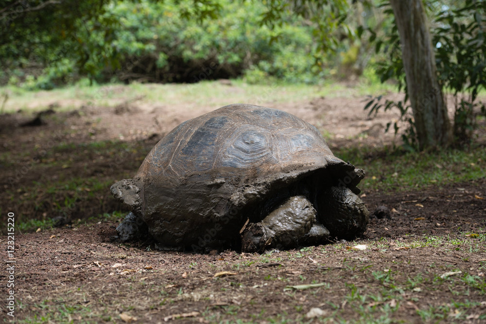 Obraz premium ゾウガメ
