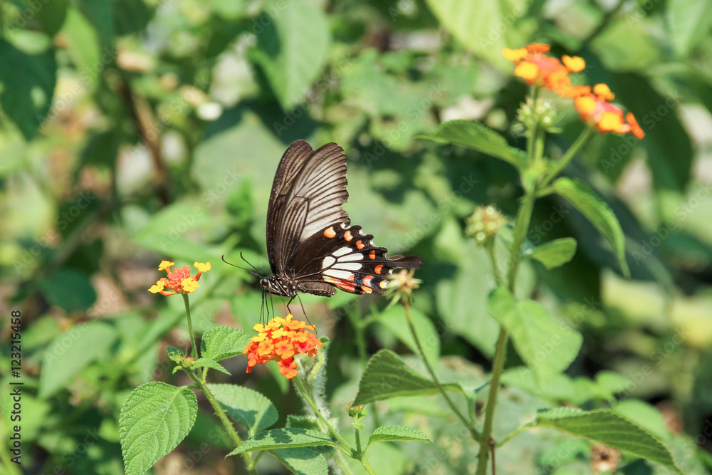 Black Swallowtail butterfly on Flower Black Swallowtail butterfly on Flower