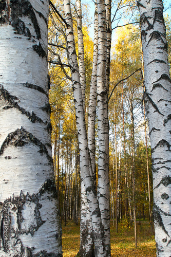 Trunks of birch trees