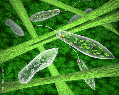 The simplest ciliates and euglena in their natural habitat. 3d image photo