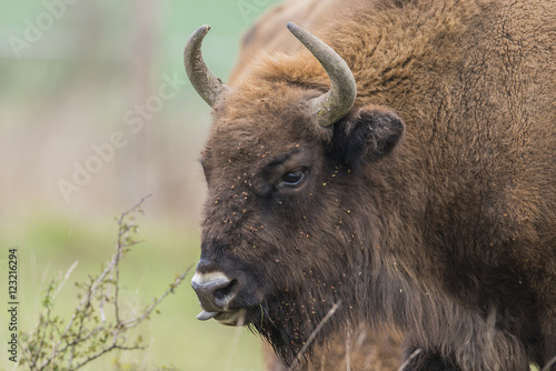 Bison bonasus - European bison - Milovice, Czech republic