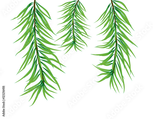 branches
