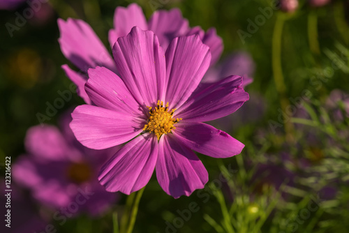 daisy flower pink cosmos