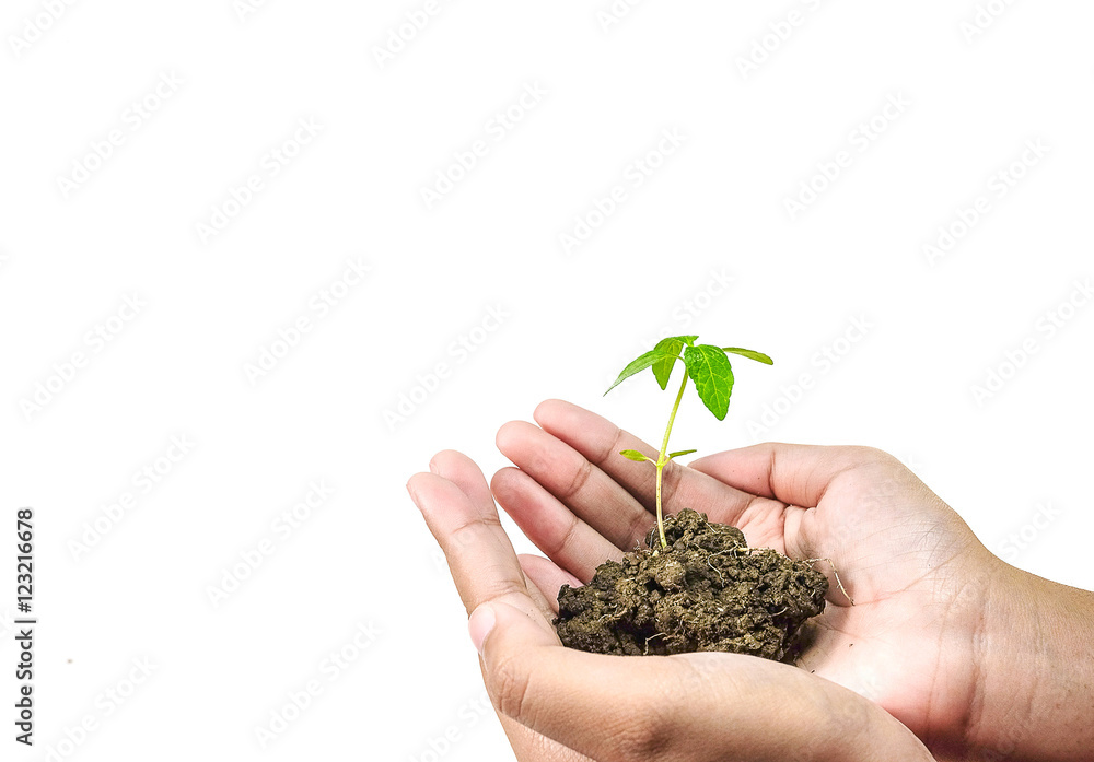Seedlings on a white background. Seedlings on a white background.