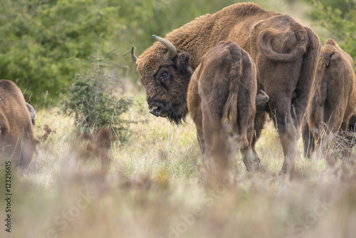 Bison bonasus - European bison - Milovice  Czech republic