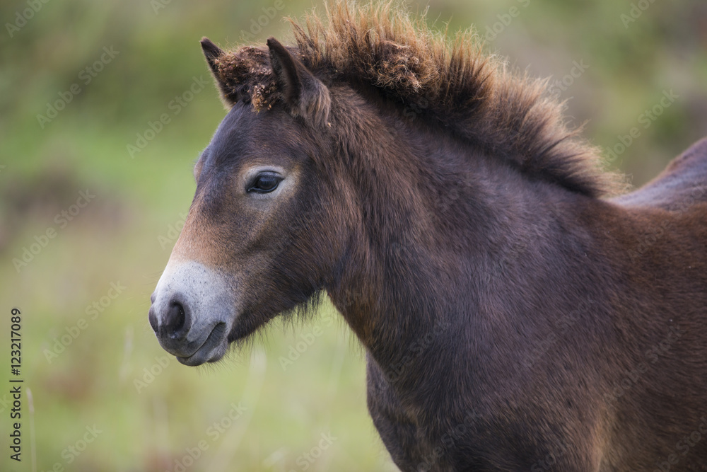 exmoor pony Milovice - Crech republic exmoor pony Milovice - Crech republic