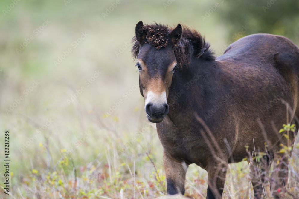 exmoor pony Milovice - Crech republic