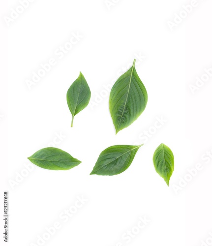  Basil leaf  Fresh Have medicinal properties  Healthy on white background