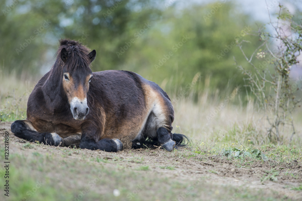 exmoor pony Milovice - Crech republic exmoor pony Milovice - Crech republic