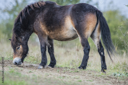 exmoor pony Milovice - Crech republic