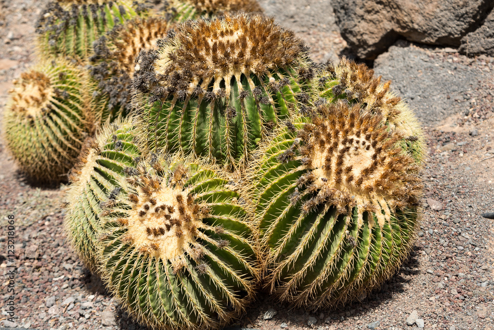 Echinocactus grusonii, popularly known as the golden barrel cactus, golden ball or, amusingly, mother-in-law's cushion, Echinocactus grusonii, popularly known as the golden barrel cactus, golden ball or, amusingly, mother-in-law's cushion,