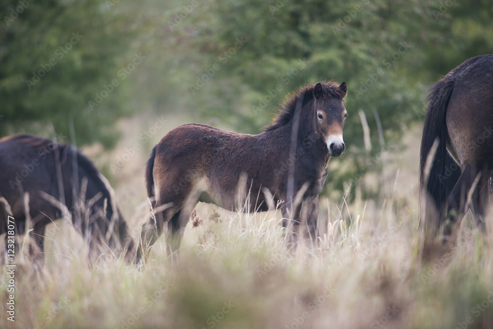 Fototapeta premium exmoor pony Milovice - Crech republic