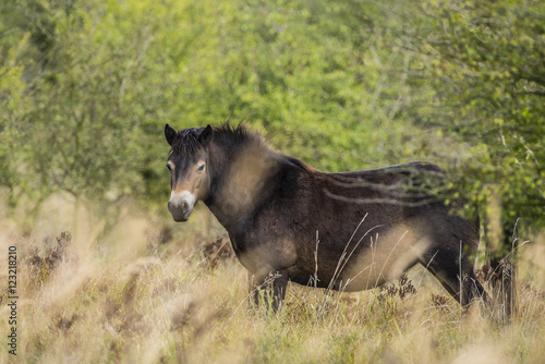 exmoor pony Milovice - Crech republic photo