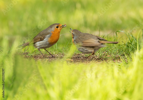 Robin, A sweet and very popular little bird.
