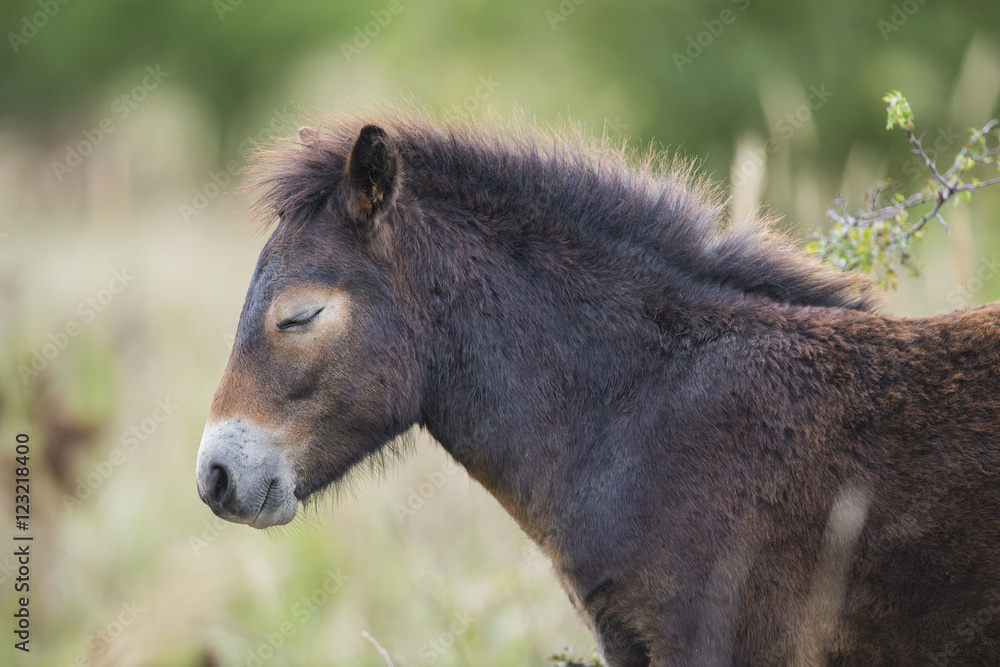Fototapeta premium exmoor pony Milovice - Crech republic