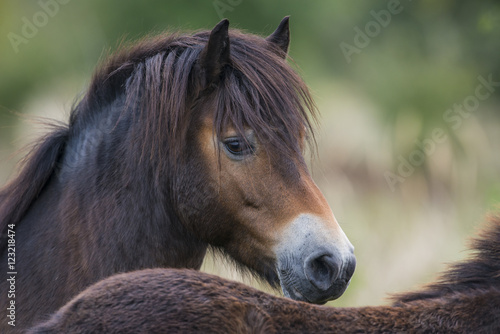 Fototapeta Naklejka Na Ścianę i Meble -  exmoor pony Milovice - Crech republic