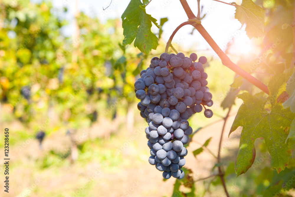 Bunch of grapes on tree, Langhe Nebbiolo, Piedmont, Italy Bunch of grapes on tree, Langhe Nebbiolo, Piedmont, Italy