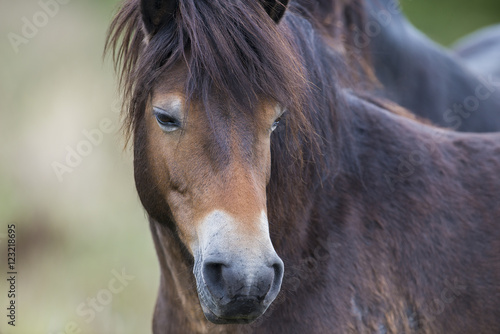 exmoor pony Milovice - Crech republic