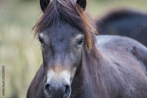 exmoor pony Milovice - Crech republic © Vera Kuttelvaserova