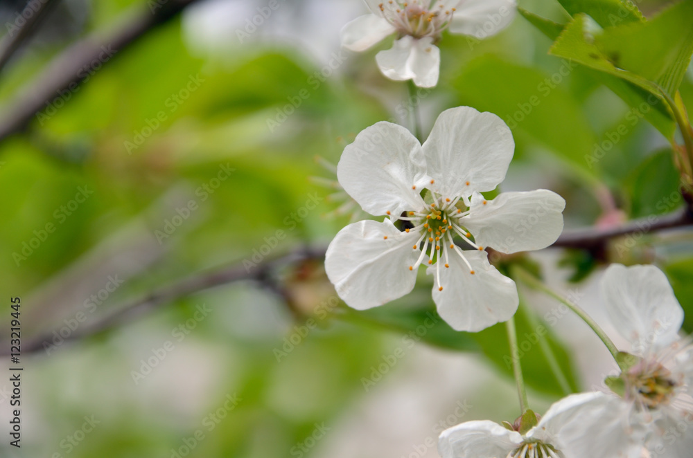Spring fresh apricot flowers on an isolated branch Spring fresh apricot flowers on an isolated branch