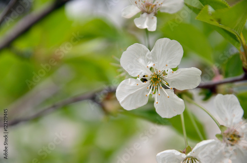 Spring fresh apricot flowers on an isolated branch
