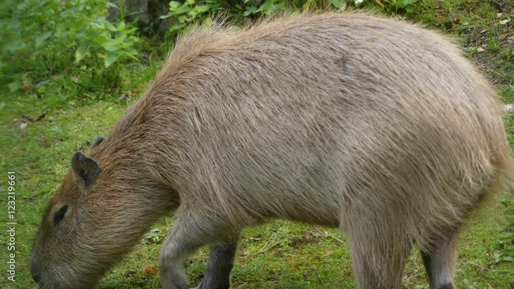 Capybara (Hydrochoerus hydrochaeris) is large rodent of genus