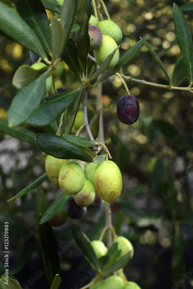 green and purple berries on a olives branch on a dark background green and purple berries on a olives branch on a dark background
