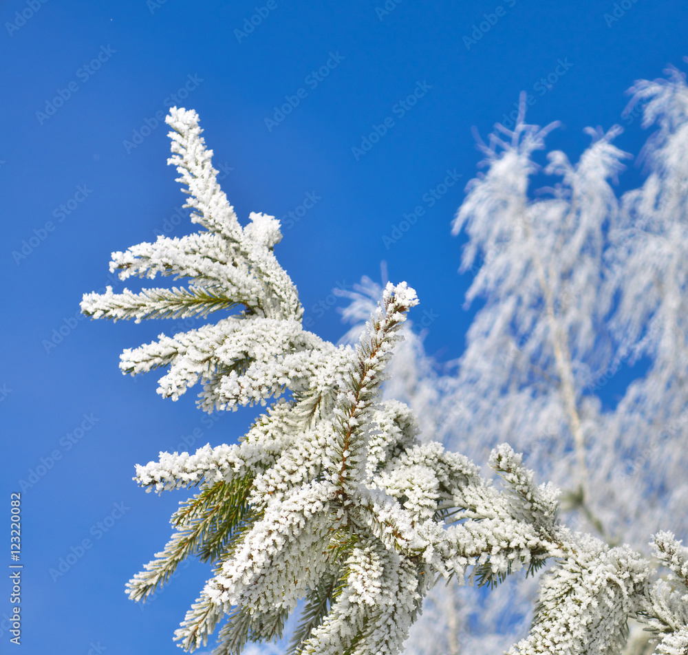 Frost. Frost.
