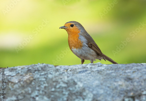 Robin bird © svenaw