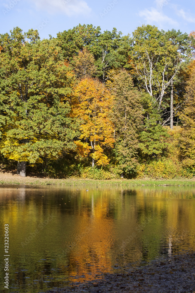 Autumn trees along the lake. Leaves on the water. Autumn trees along the lake. Leaves on the water.