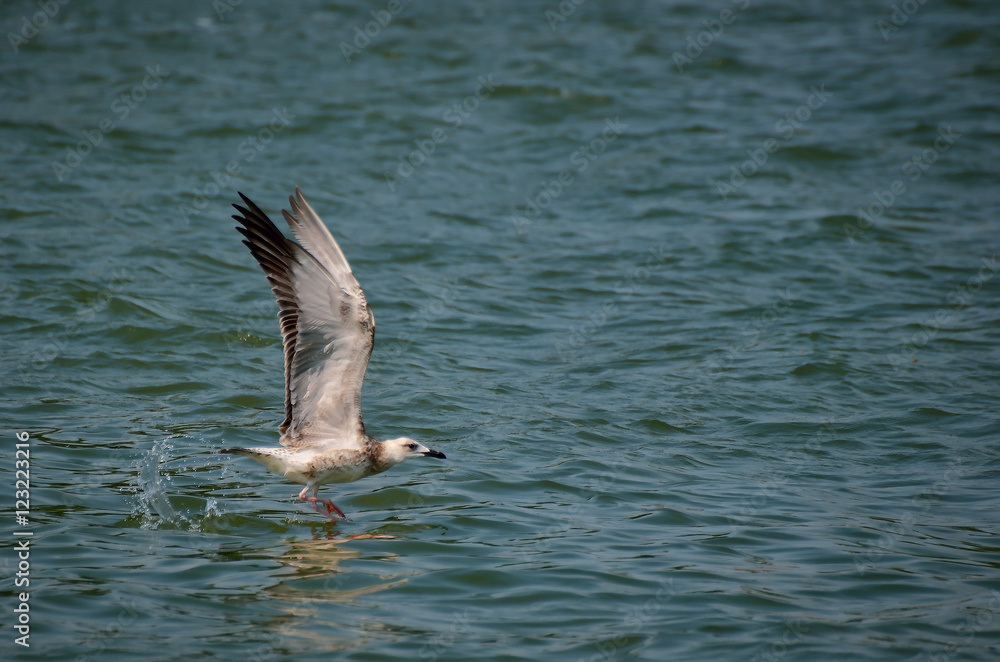 Danube Delta seagull taking off from water