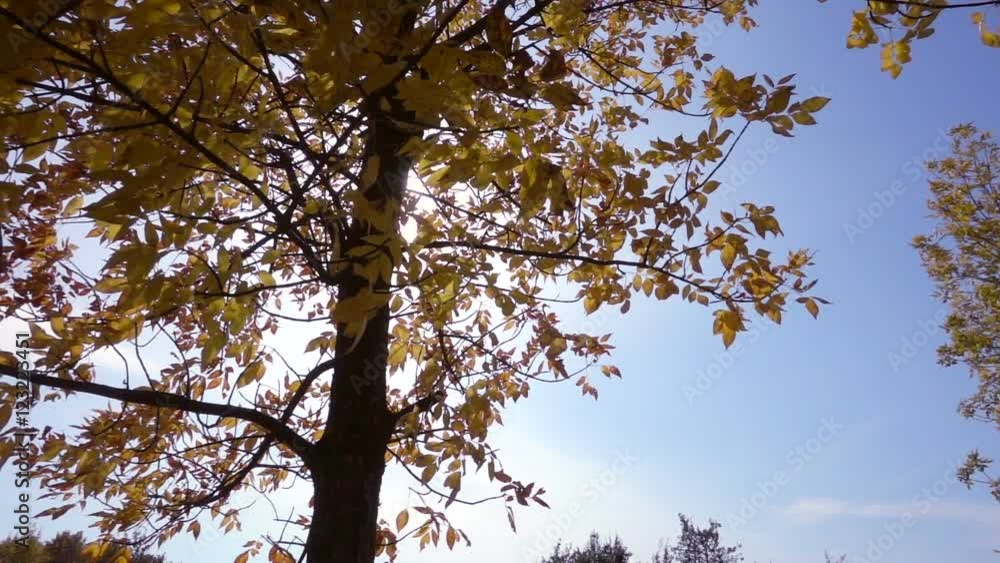 Tree with golden leaves against sun and blue sky, slow motion Tree with golden leaves against sun and blue sky, slow motion