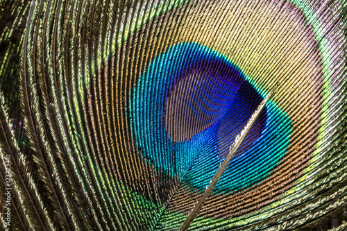 pattern on peacock's feather photo