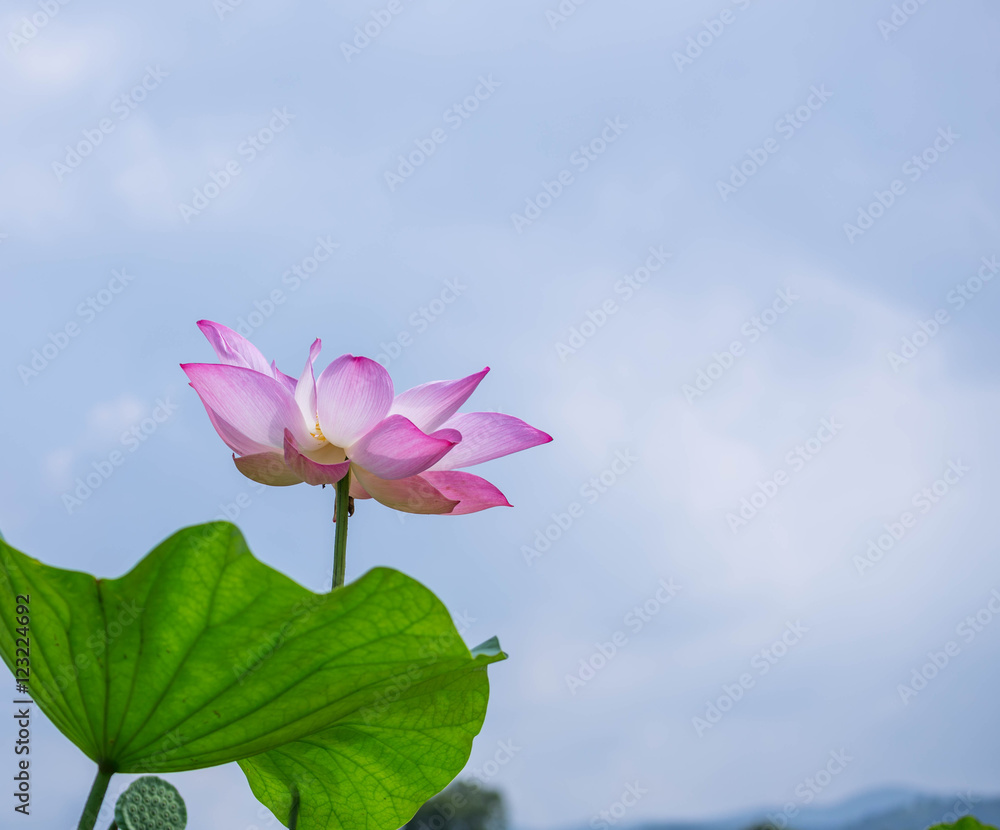 beautiful pink lotus flower blooming beautiful pink lotus flower blooming