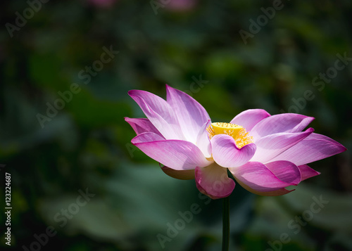 beautiful pink lotus flower blooming