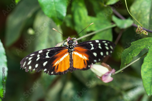 Papillon Heliconius hecale sur une fleur © guitou60
