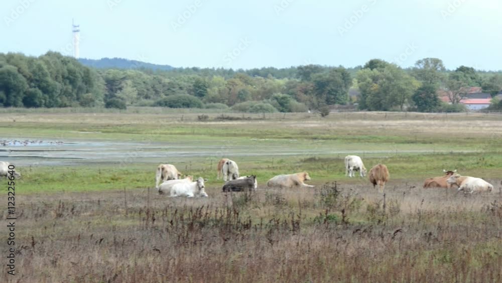Cows on Meadow at village Prietzen at Guelpersee lake. In background thousands of greyleg goose while autumn migration. Cows on Meadow at village Prietzen at Guelpersee lake. In background thousands of greyleg goose while autumn migration.