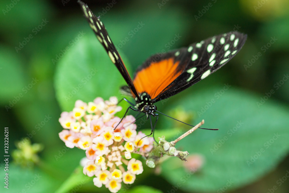 Papillon Heliconius hecale sur une fleur Papillon Heliconius hecale sur une fleur