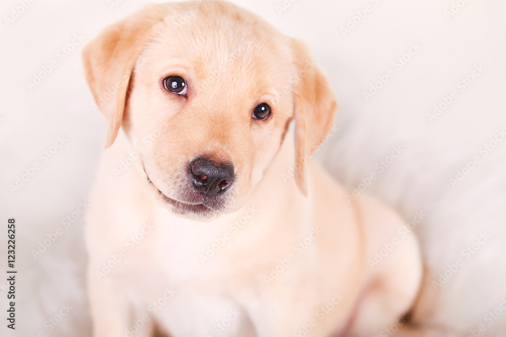one white little labrador retriever puppy dog of one month on white background one white little labrador retriever puppy dog of one month on white background
