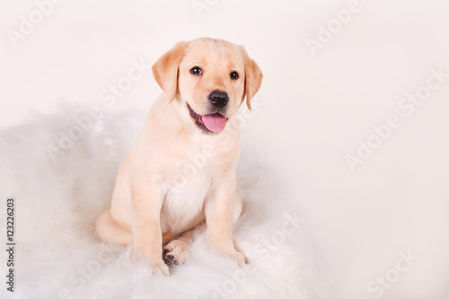 white labrador retriever puppy dog looking away from the camera on white background