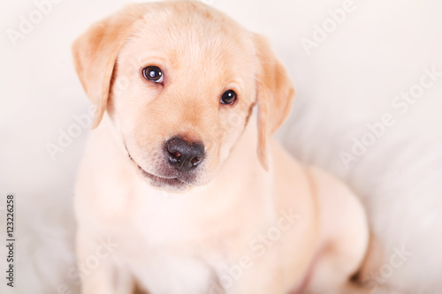 one white little labrador retriever puppy dog of one month on white background