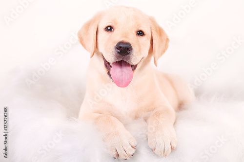 Fototapeta Naklejka Na Ścianę i Meble -  Close up of happy puppy of labrador sitting on the white leather sofa