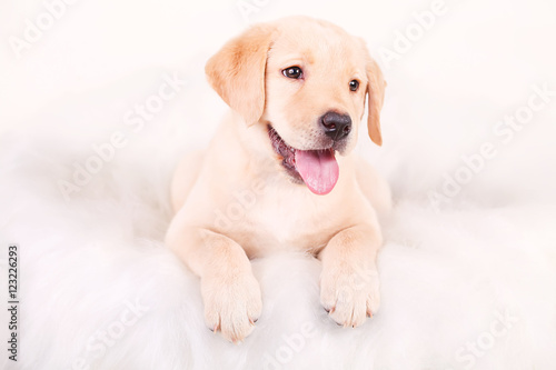 Drawing dog, puppy Labrador, portrait on a white background