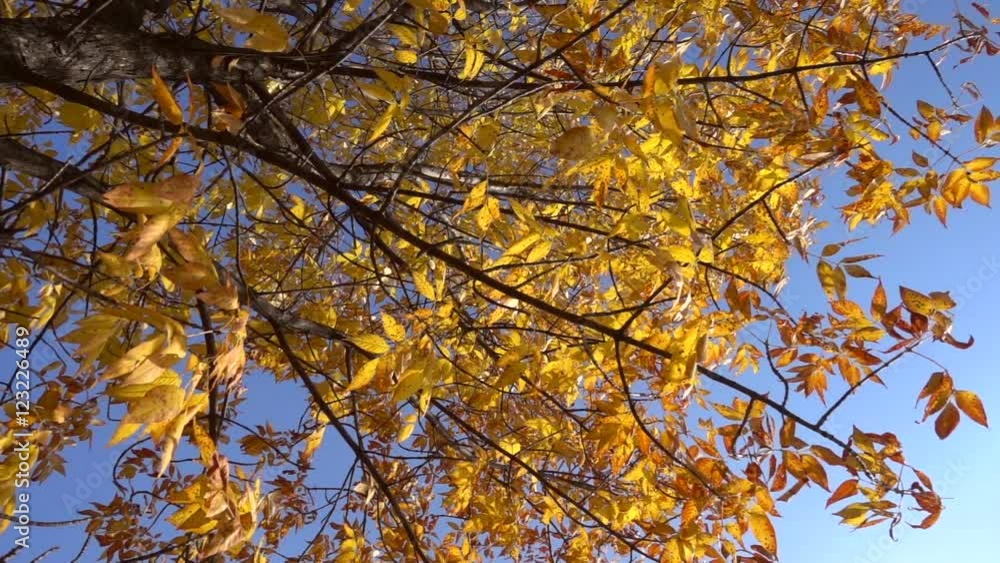 Yellow tree with withered leaves against blue sky, slow motion Yellow tree with withered leaves against blue sky, slow motion
