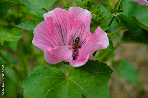 Big beautiful pink flower Lavatera closeup