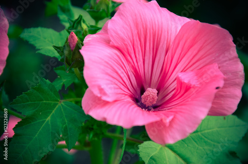 Wallpaper Mural Big beautiful pink flower Lavatera closeup Torontodigital.ca