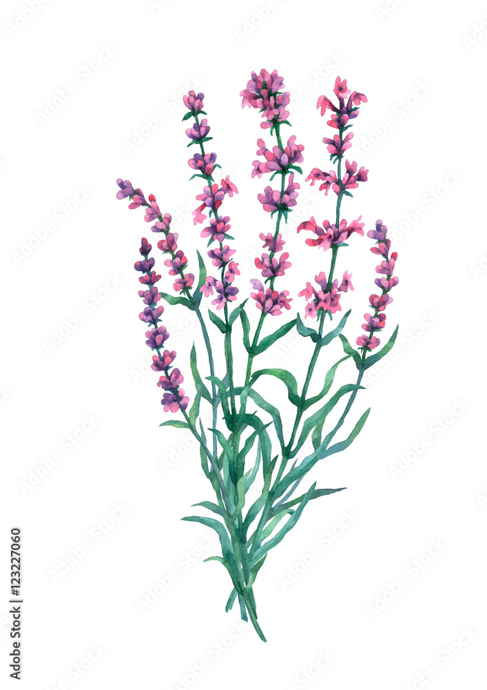 Bouquet of lavender. Watercolor illustration on white background.