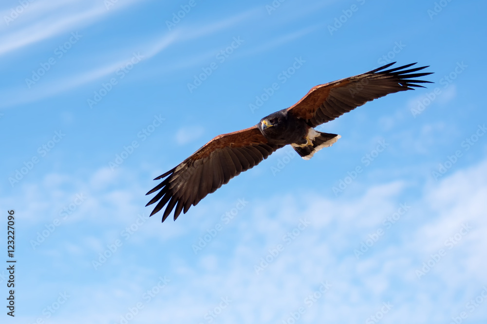 Fototapeta premium Harris Hawk in flight
