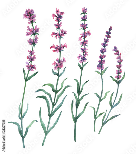 Set, collection of floral lavender elements. Watercolor illustration on white background.